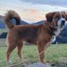 Haushund - Nico, © Melanie Schweighuber
