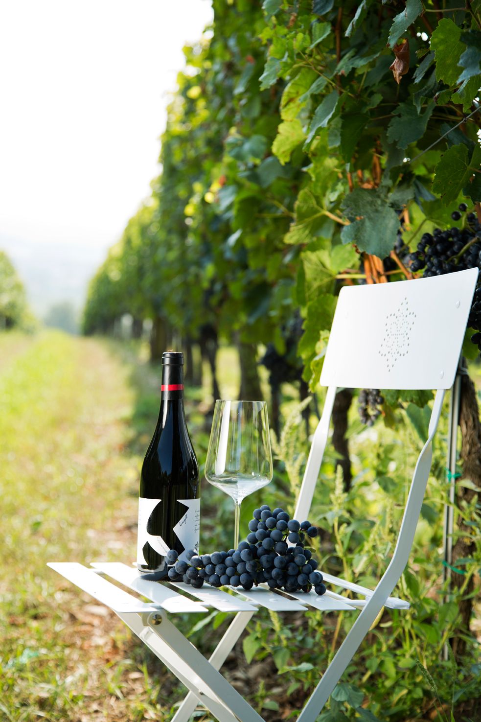 Glatzer vineyard, Göttlesbrunn