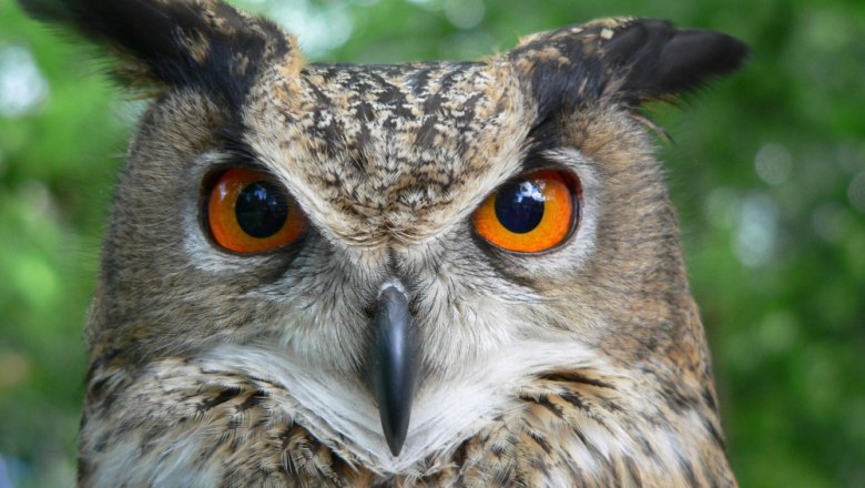 Eagle owl, © Erlebnispark Buchenberg