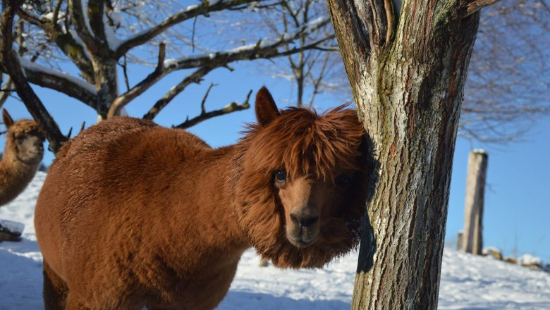 Alpacas brave the snowstorm, © Sonnseinthof