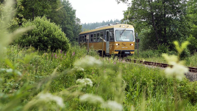 A yellow train travels through a green, overgrown landscape.