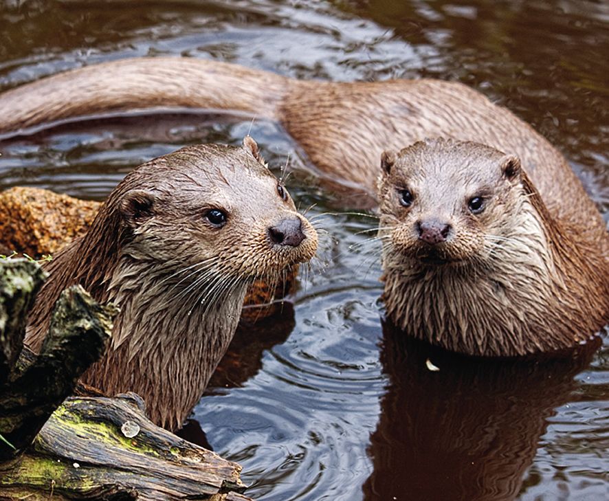 Two otters in the water, surrounded by wood and stones.