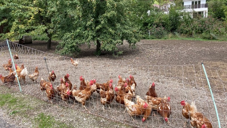 magman-chicken, &copy; Wienerwald Tourismus GmbH