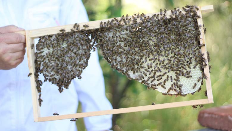 The work of a beekeeper, &copy; Bio Imkerei Bl&uuml;tenstaub