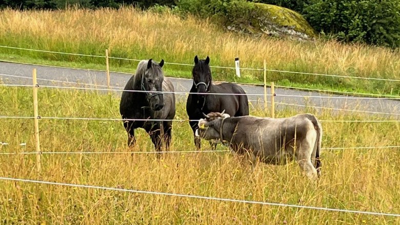 Two horses and a cow are standing in a pasture with tall grass, surrounded by a fence. Trees and a path can be seen in the background.
