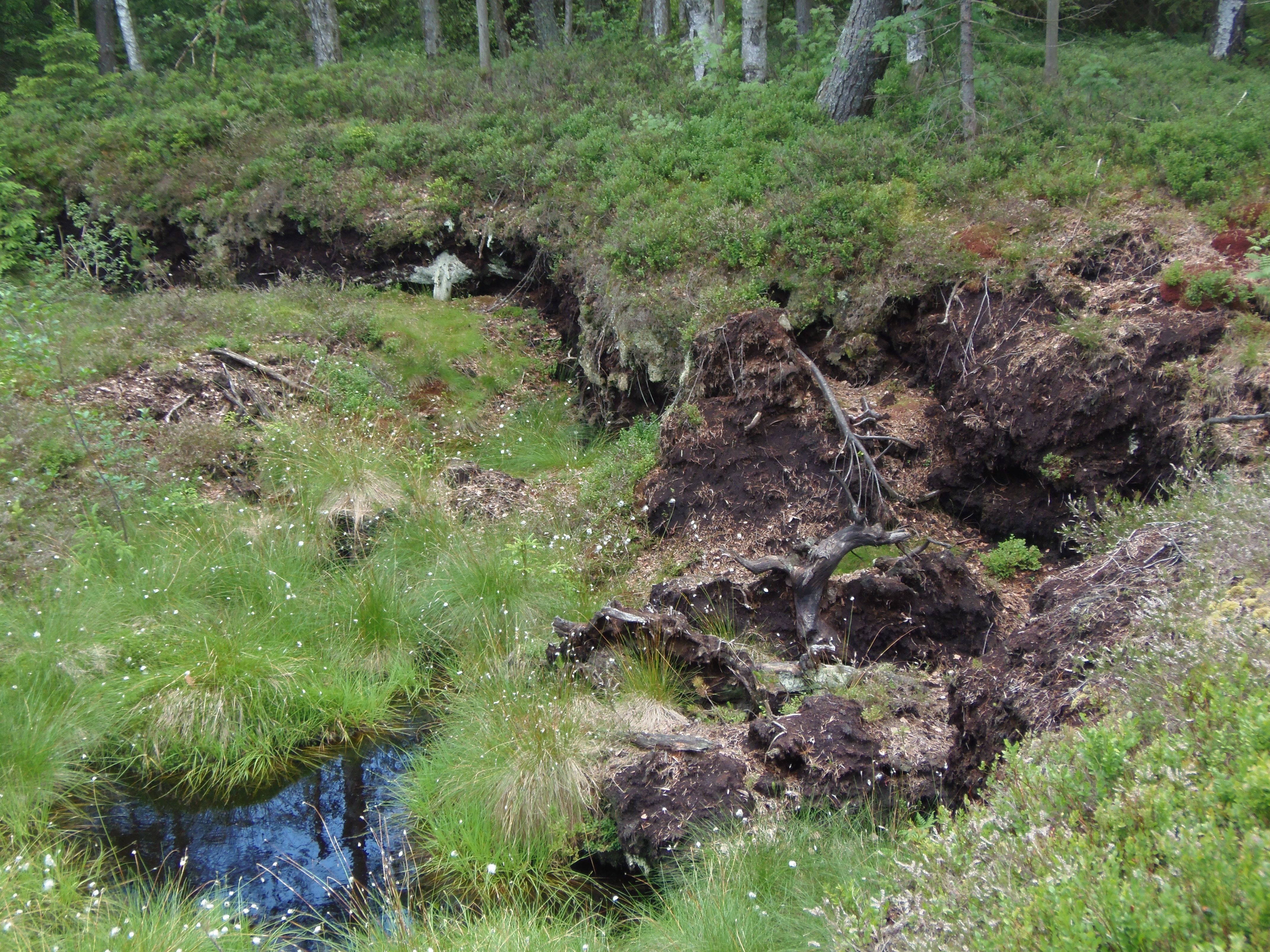 A moorland area with water, grass and trees in the background.