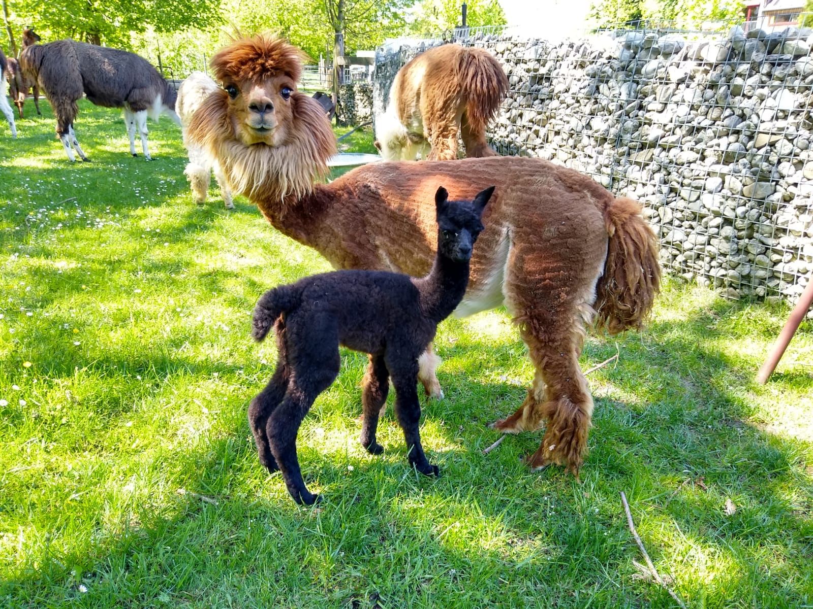 Llama Hiking Country