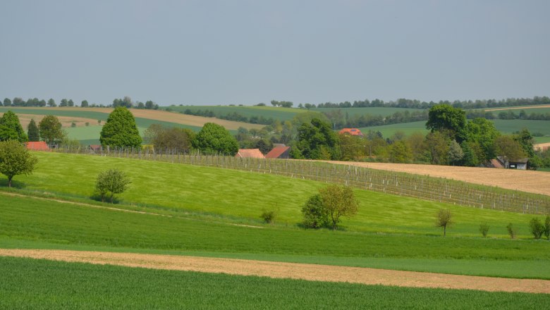 Landscape with green fields and trees in Hochleithen.