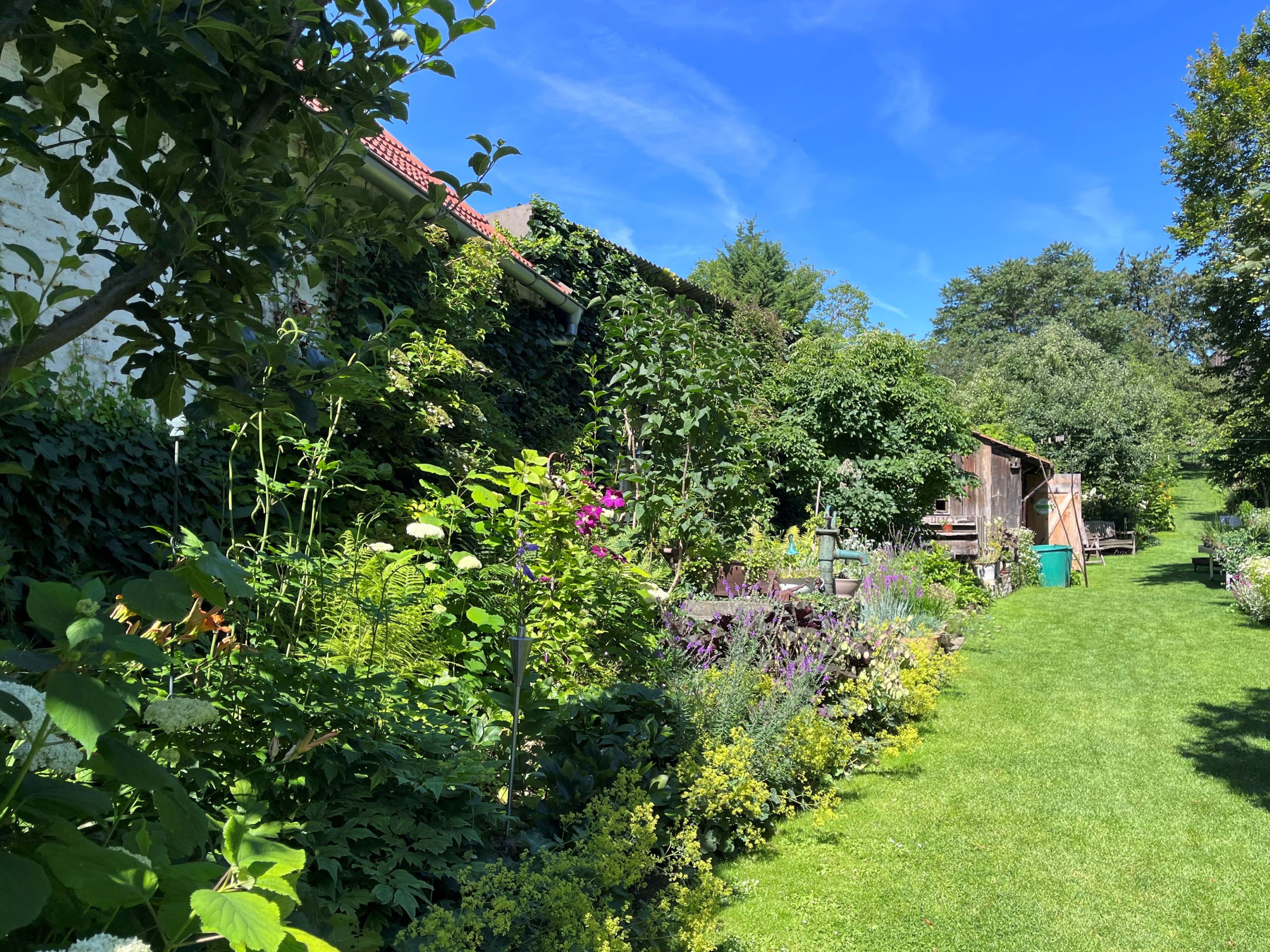 A lush cottage garden with flowers, shrubs and a small shed under a blue sky.