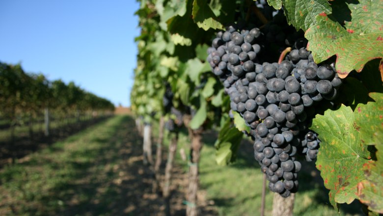 Close-up of ripe grapes on a vine in a vineyard.