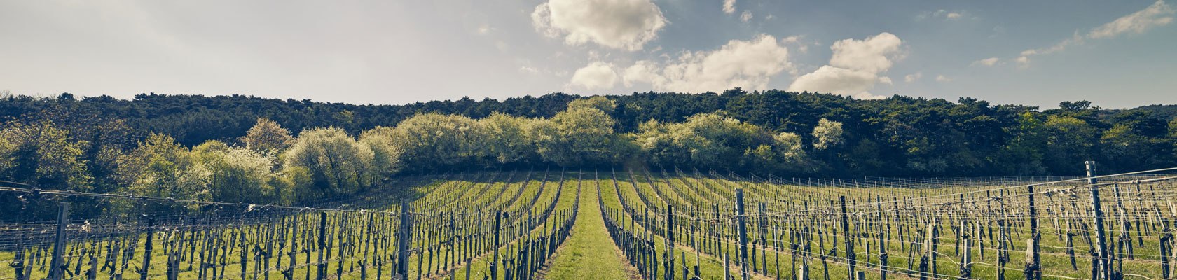 Wine Spring in the Vienna Woods, © Niederösterreich Werbung/Andreas Hofer