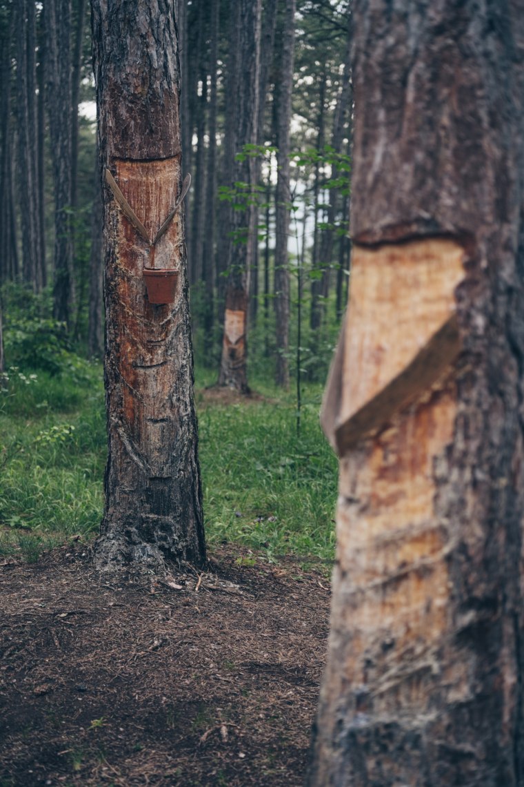 Striking pitch trees, © Niederösterreich Werbung/ Ian Ehm