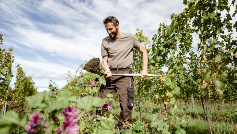 Man working with a shovel in the vineyard.