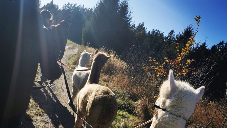Alpaca hike, © Fuchsteich Alpakas