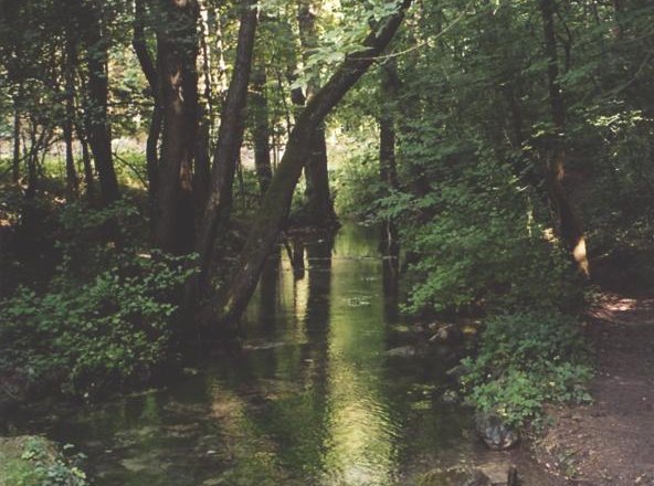 A small stream flows through a dense, green forest.