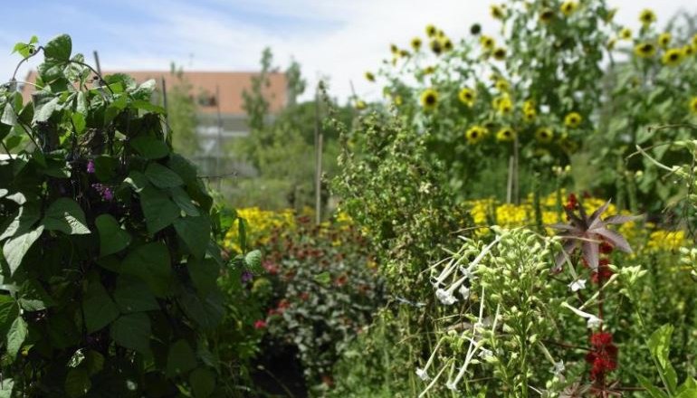A lush garden with various plants and sunflowers in the background.