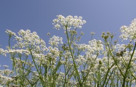 White flowers photographed from below against a blue sky.