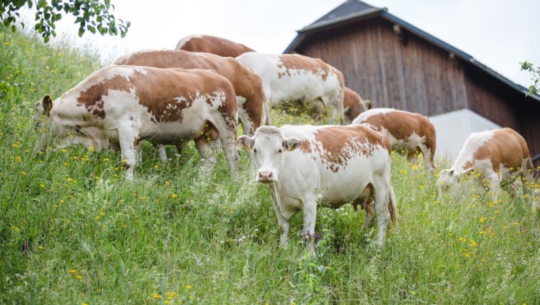 Ennstal mountain pinto, &copy; Sandra Wagner