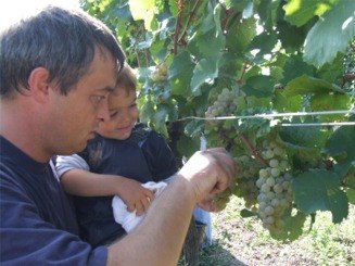 A man and a child inspect grapes on a vine.