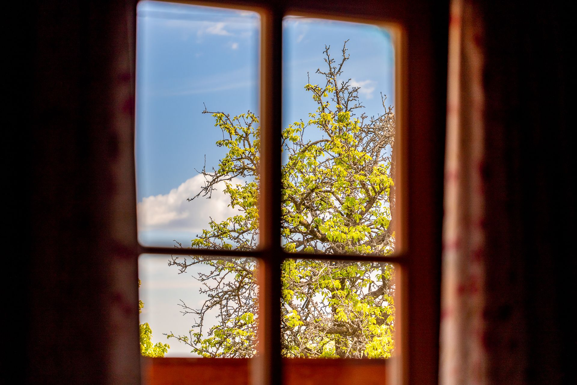 View from wooden window of green tree under blue sky.