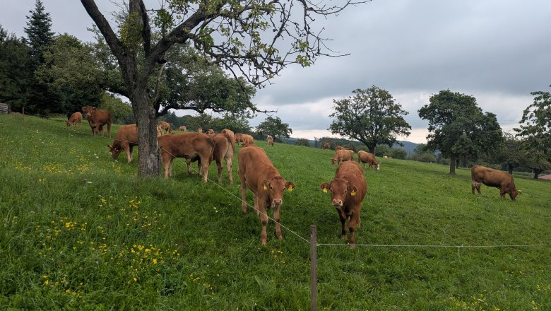 Cows in a green pasture with trees and a cloudy sky.