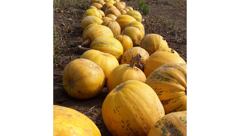 Pumpkins, &copy; Fam. Hellmer