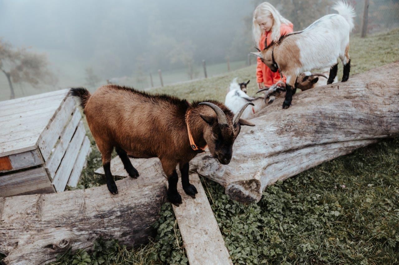 goats-at-the-country-house-aigner