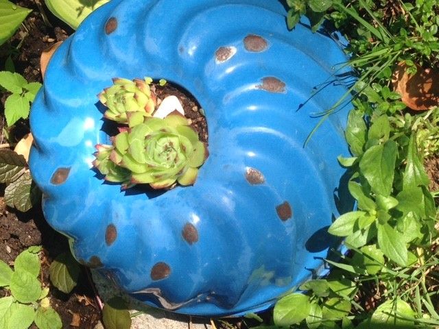 An old blue bundt cake tin serves as a planter for succulents in a garden.