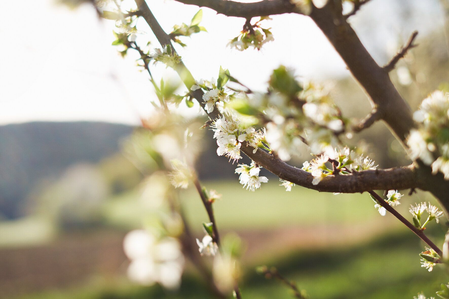 The delicate blossoms of the creeper glow in the warm light of the spring sun and add a touch of magic to the landscape. Surrounded by rolling hills and fresh greenery, this region invites you to enjoy the beauty of nature to the full.