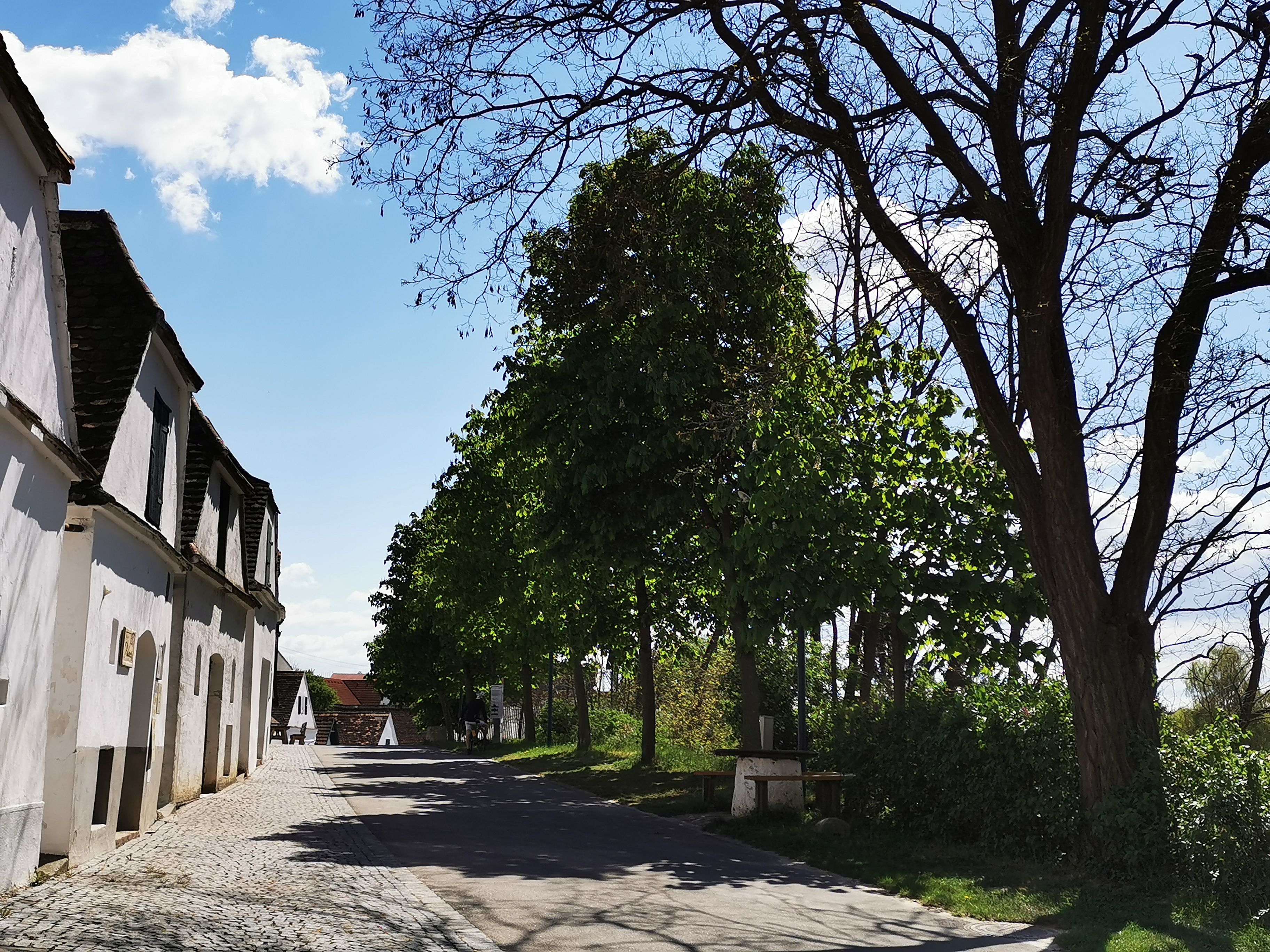 Wine cellar lane in Mailberg with trees and blue sky.
