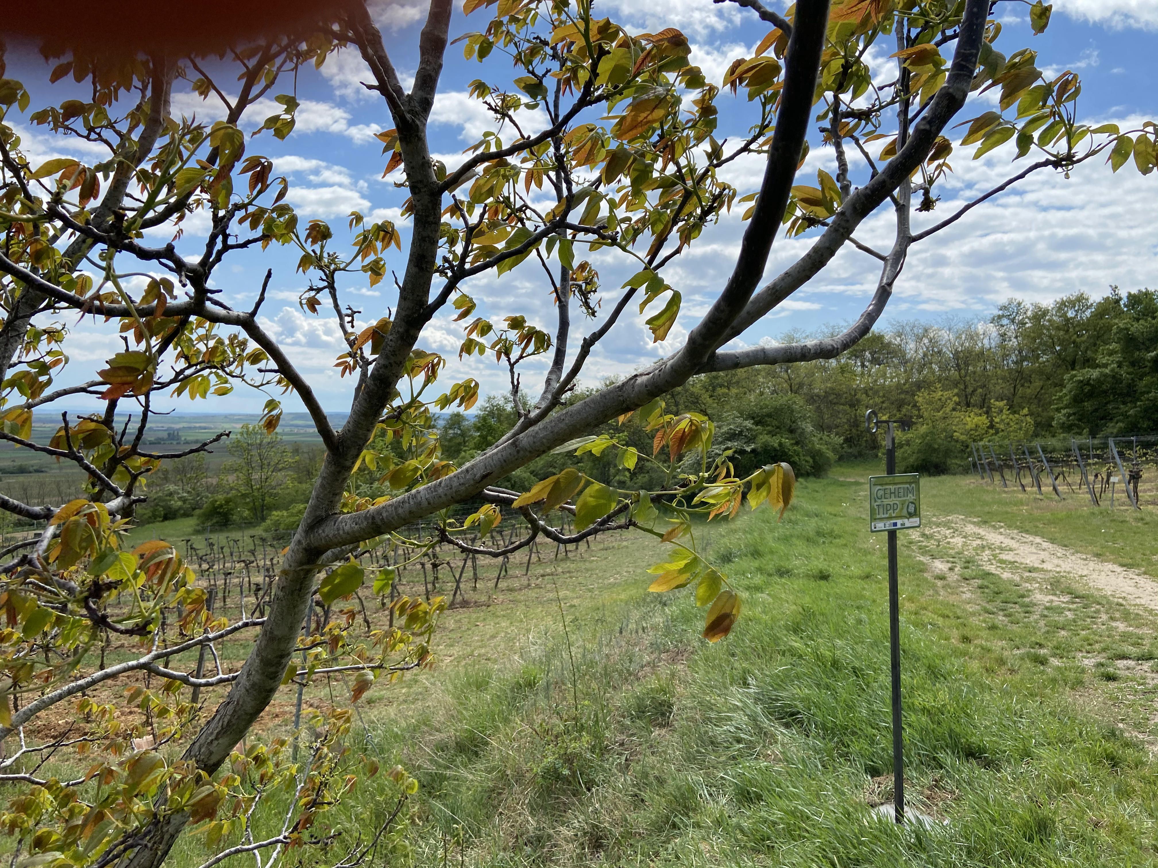 Triftberg vineyard