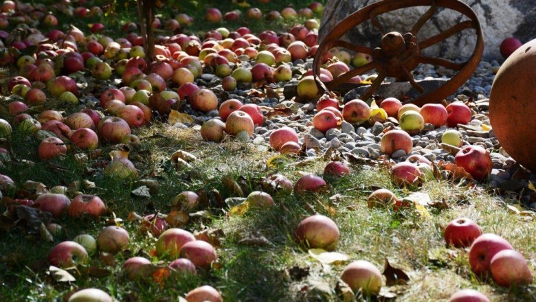 Fruit harvest, © Landhof Lydia