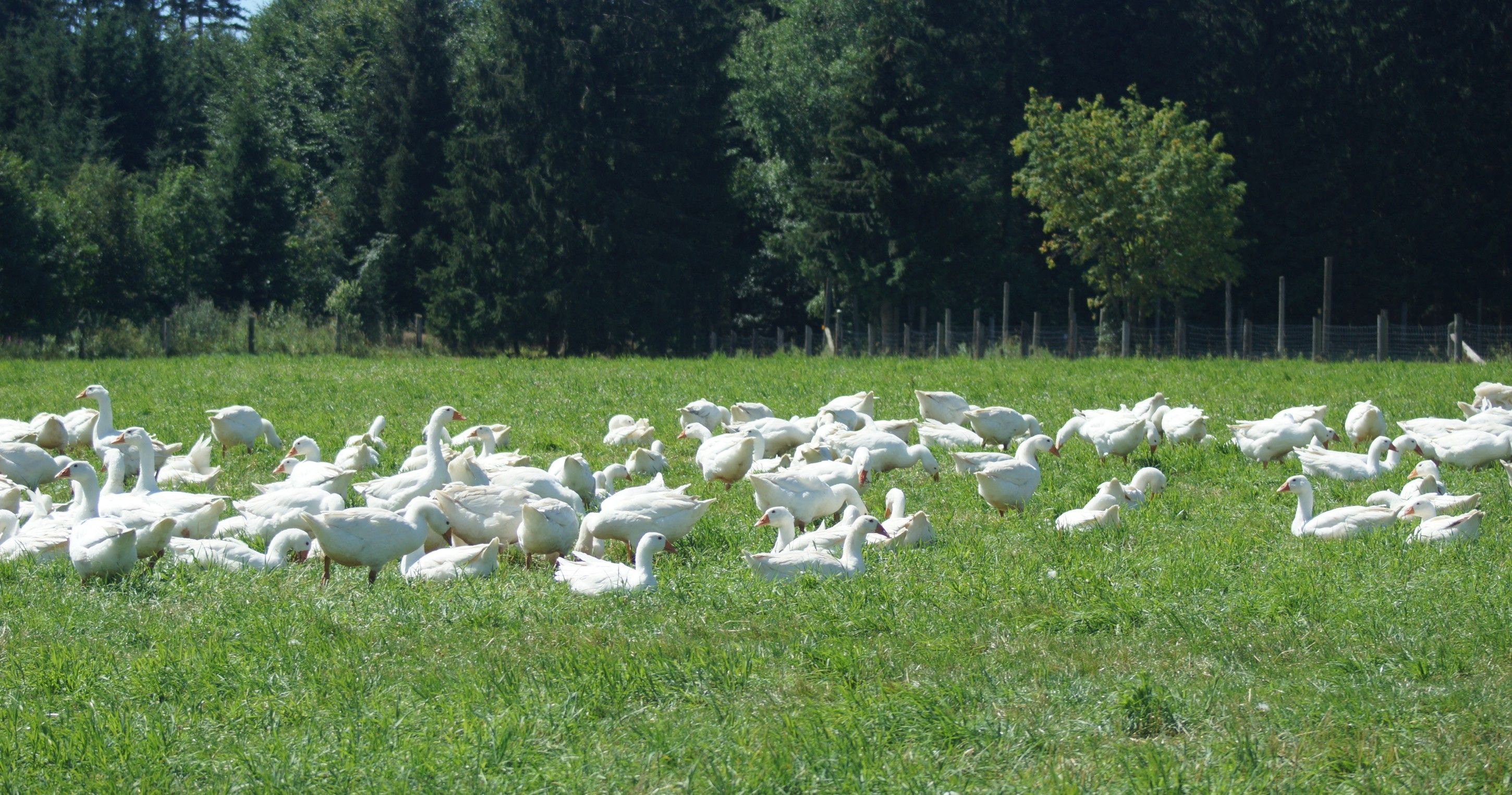 Goose pasture