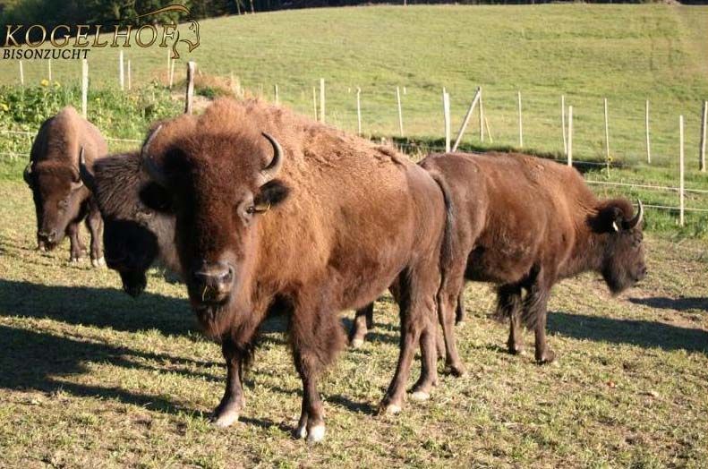 A group of bison in a pasture with a green background and a fence.