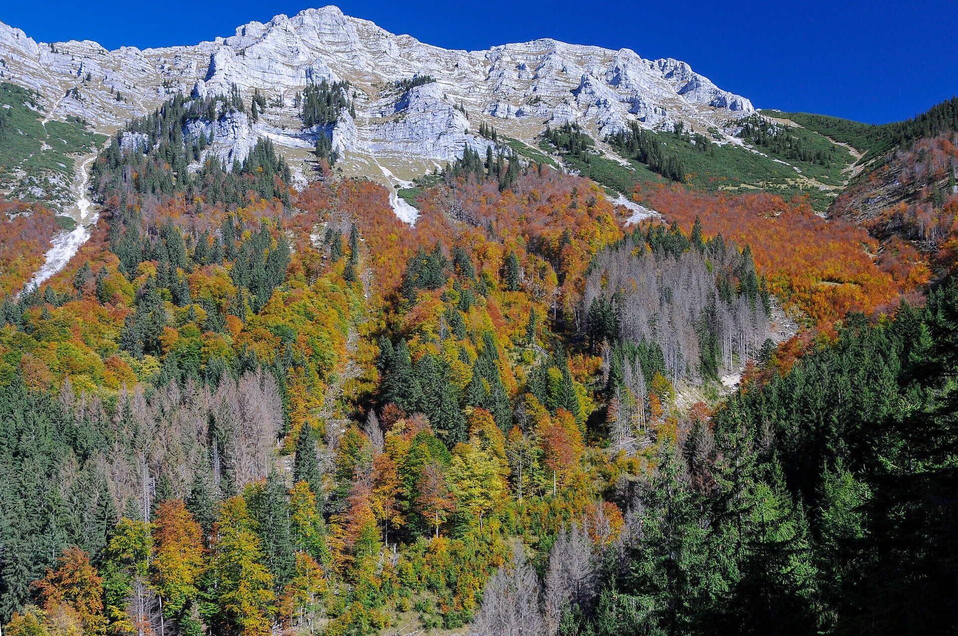 The autumnal colors of the forests glow in bright yellows and reds, while the majestic mountains in the background provide an impressive backdrop. A gentle breeze blows through the trees, carrying with it the scent of fresh leaves and earth. Here, in untouched nature, you will find peace and inspiration.