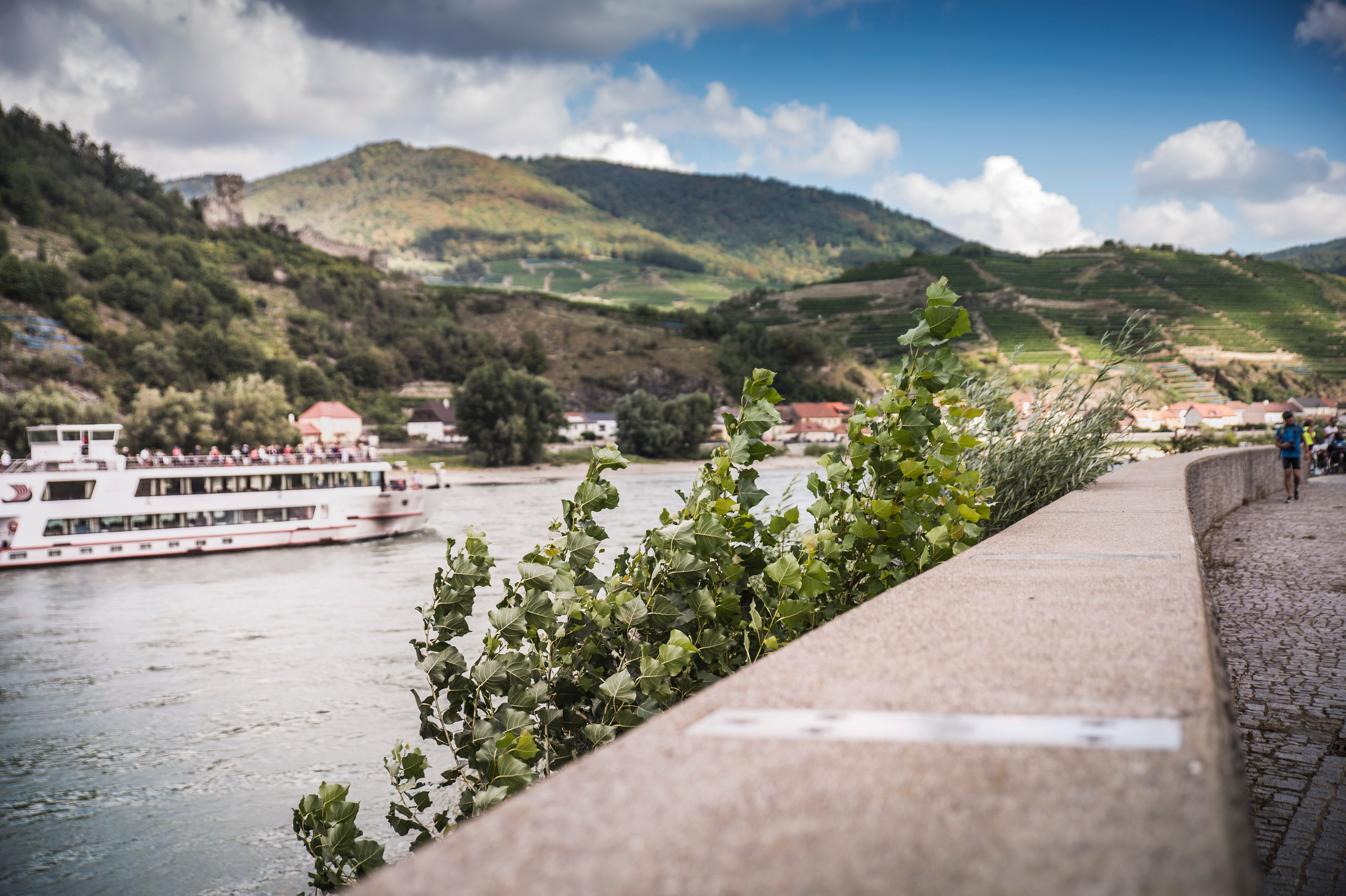 A river with an excursion boat, surrounded by green hills and vineyards, in the foreground a stone wall with plants.