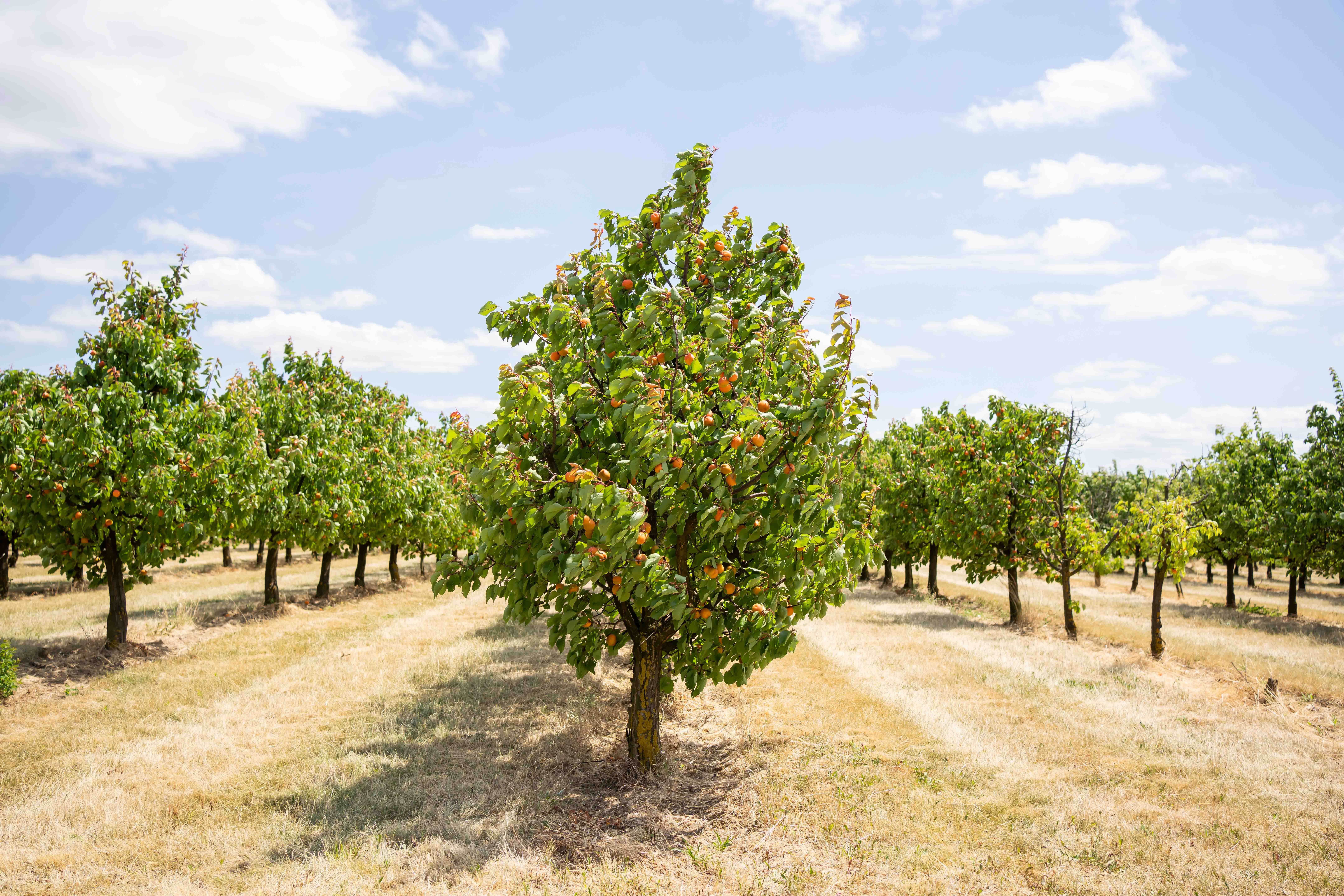 An orchard with apricot trees under a blue sky.