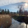 A moat with reeds and trees in the sunlight.