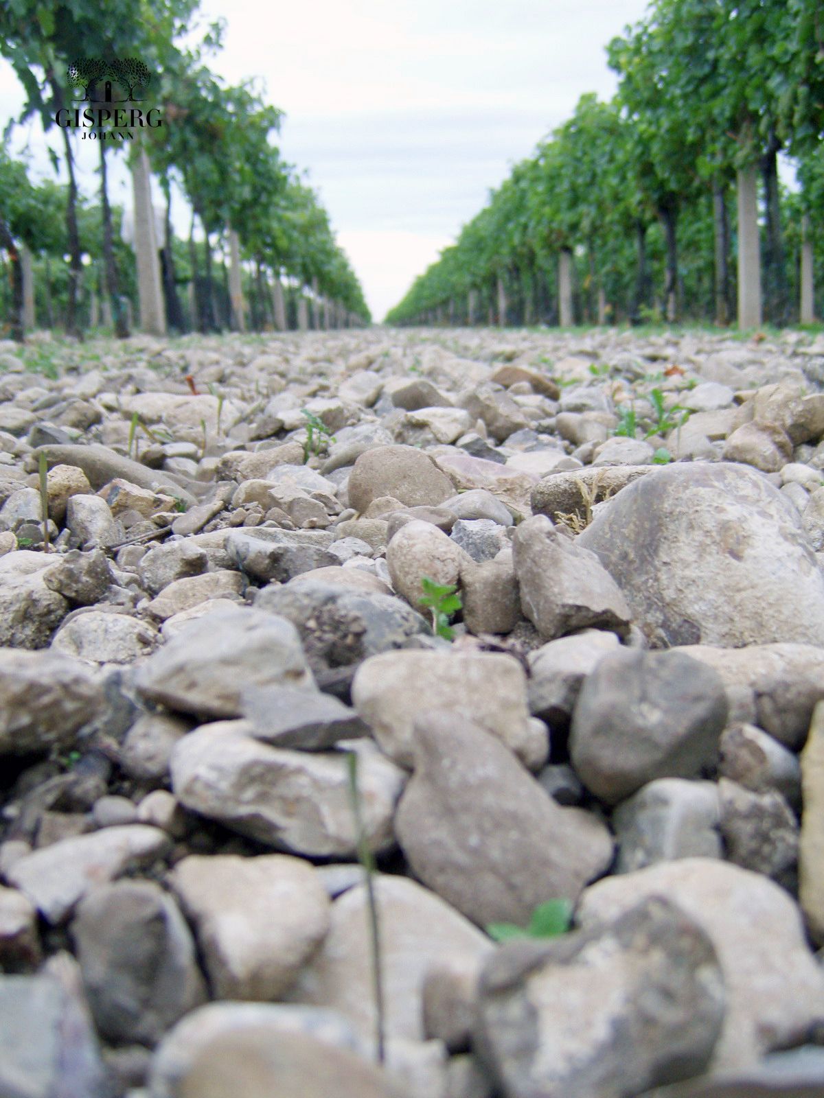 The limestone gravel soils of the Steinfeld