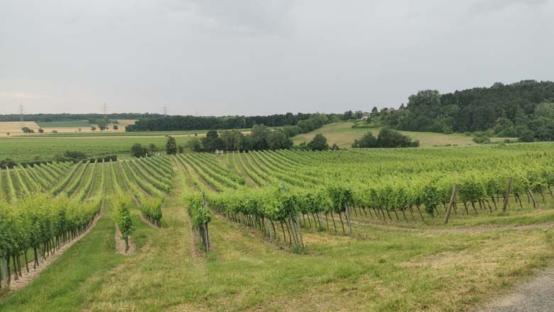 Vineyards around Hagenbrunn, © Kandlhofer