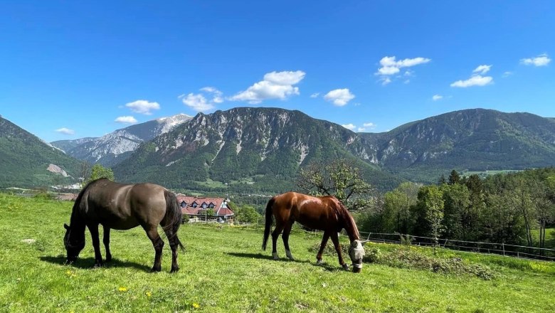 Two horses graze in a meadow against a mountain backdrop.