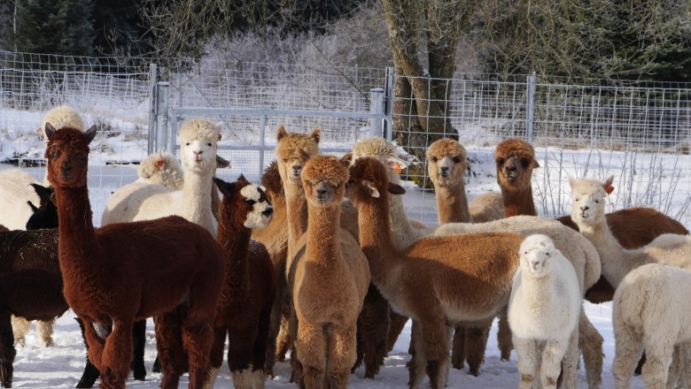 Alpacas, &copy; Manada de Sana