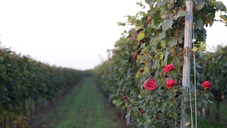 Vines with red roses in the foreground in a vineyard.