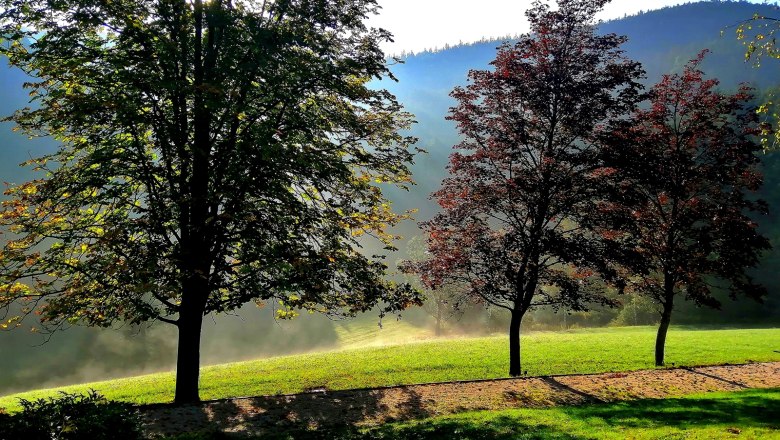 Three trees in a meadow in the morning light with fog in the background.