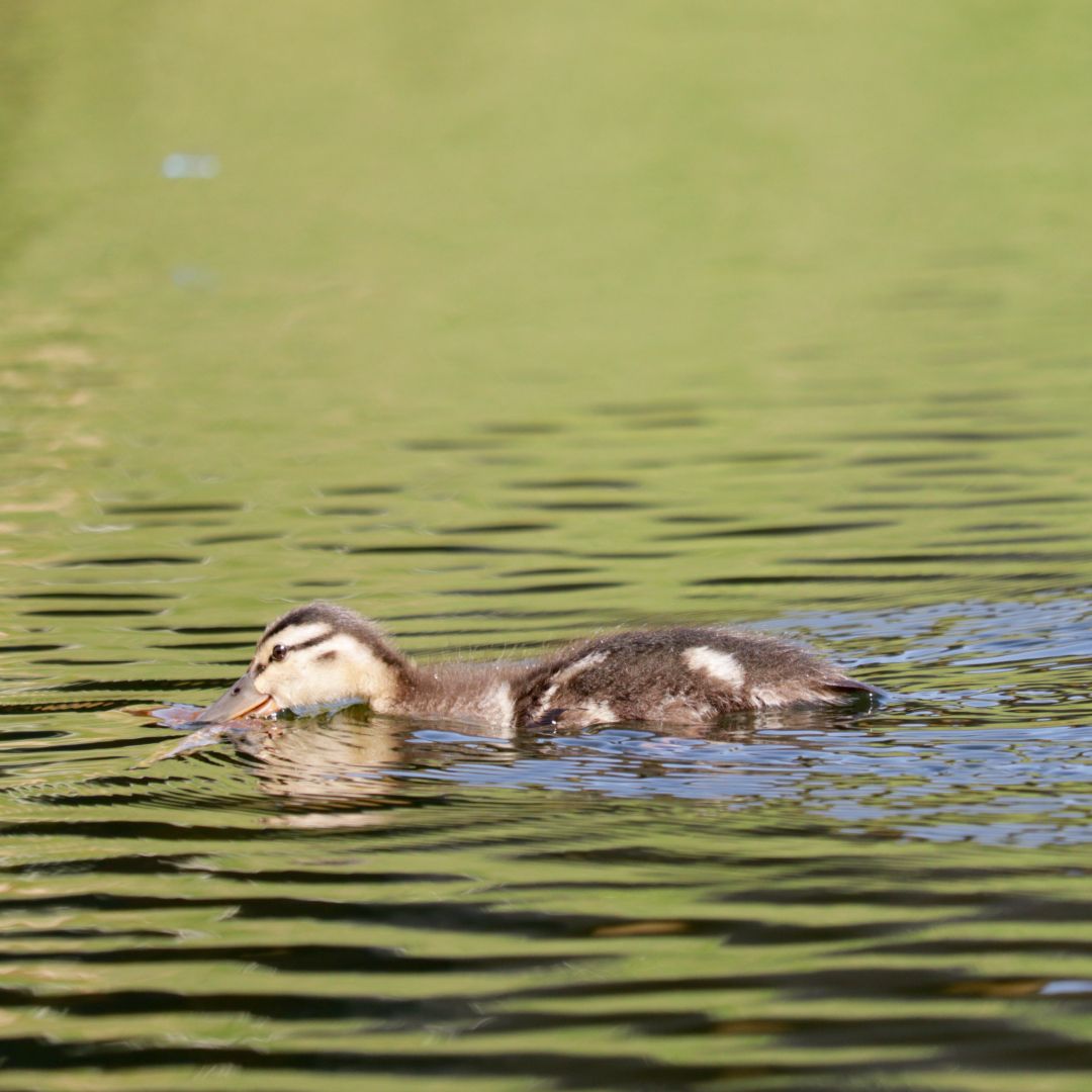 A young duck swims on a pond.