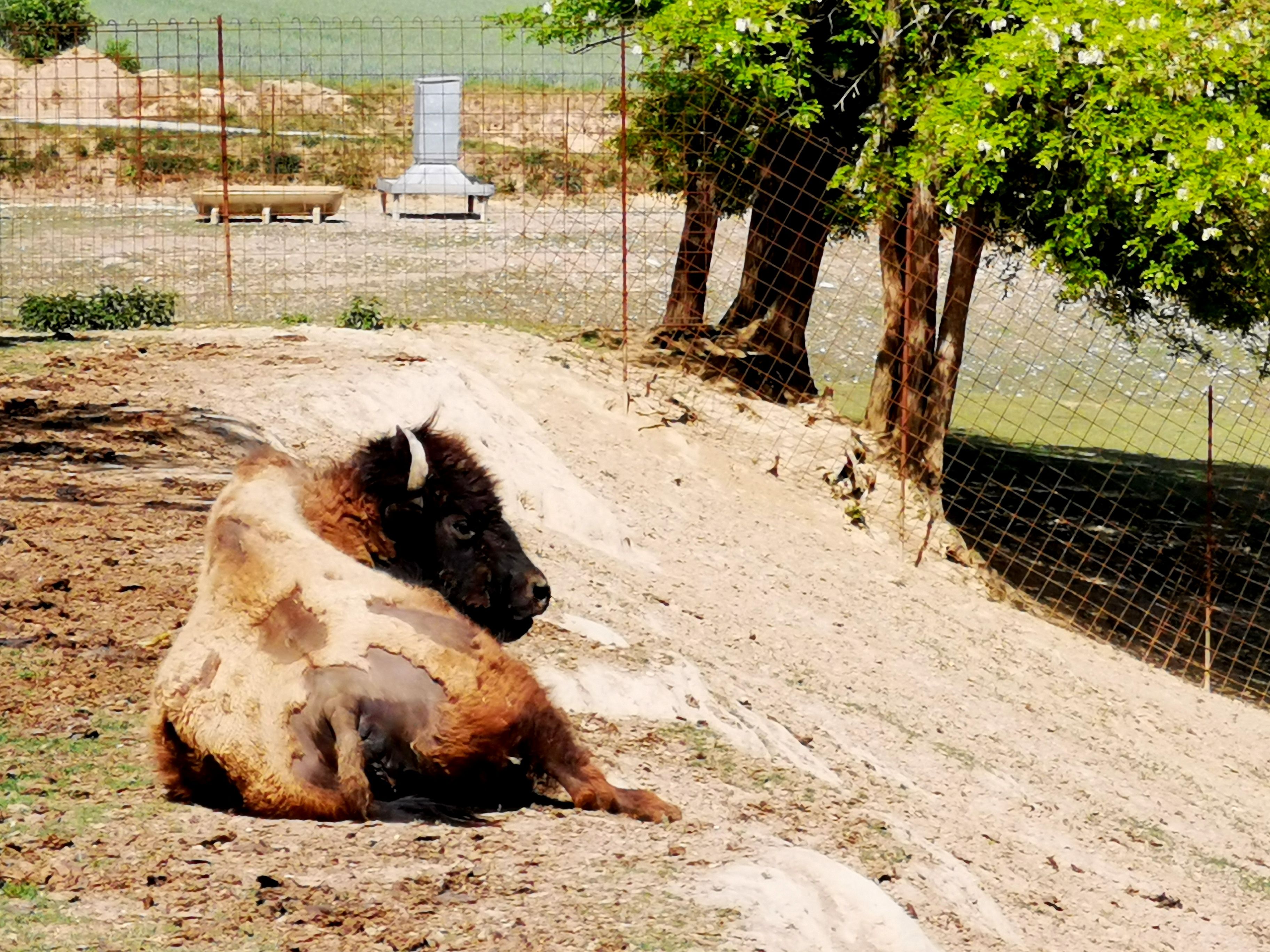 A bison lies in an enclosure on sandy ground, surrounded by a fence and trees.