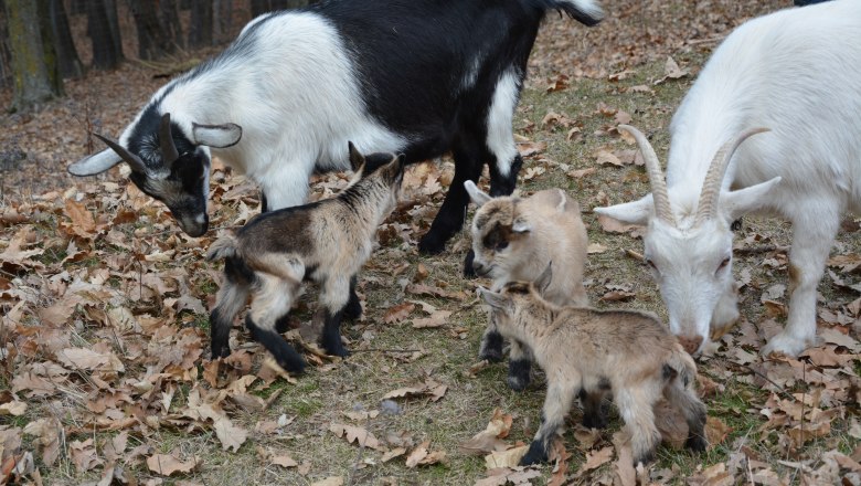 Goats and kids in the foliage in the Celtic village of Schwarzenbach.