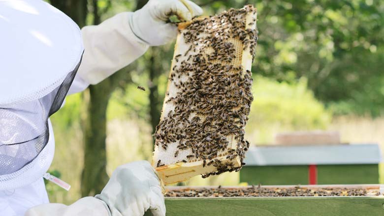 The work of a beekeeper, &copy; Bio Imkerei Bl&uuml;tenstaub