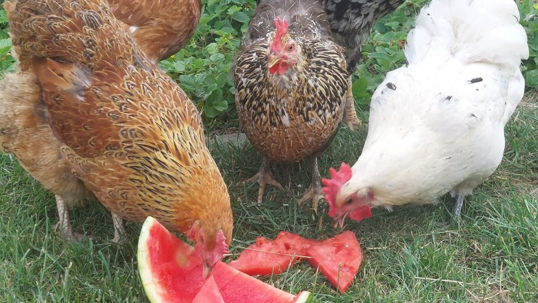 Colorful chicken troop, © 4TatzenHof, Katharina Tatzer