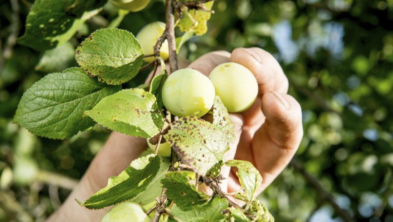 Waldviertel Damson plum, © BMLFUW/ R. Newman